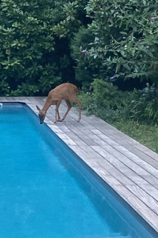 Invité surprise au manoir !